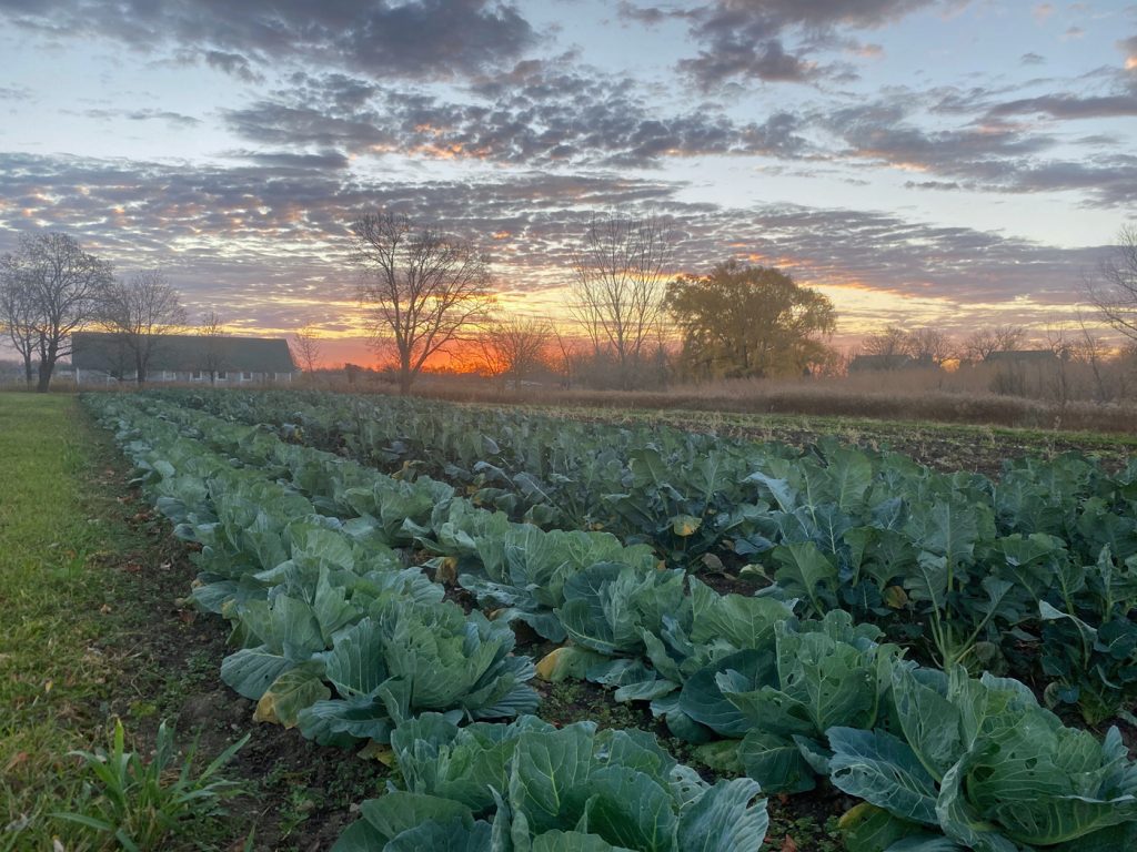 Rows of cabbage and broccoli in a farm field under an orange sunrise and a sky of scattered clouds, with a barn and bare trees behind
