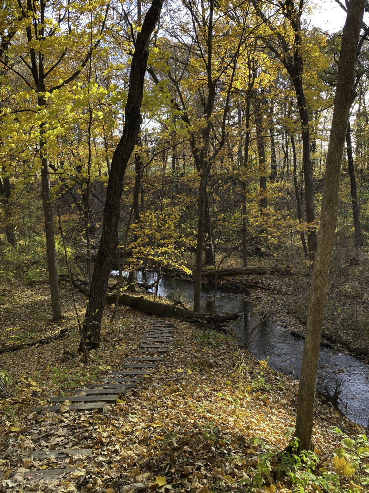 Wooden plank steps lead down a leaf-covered slope toward a dark creek in a ravine under yellow autumn trees