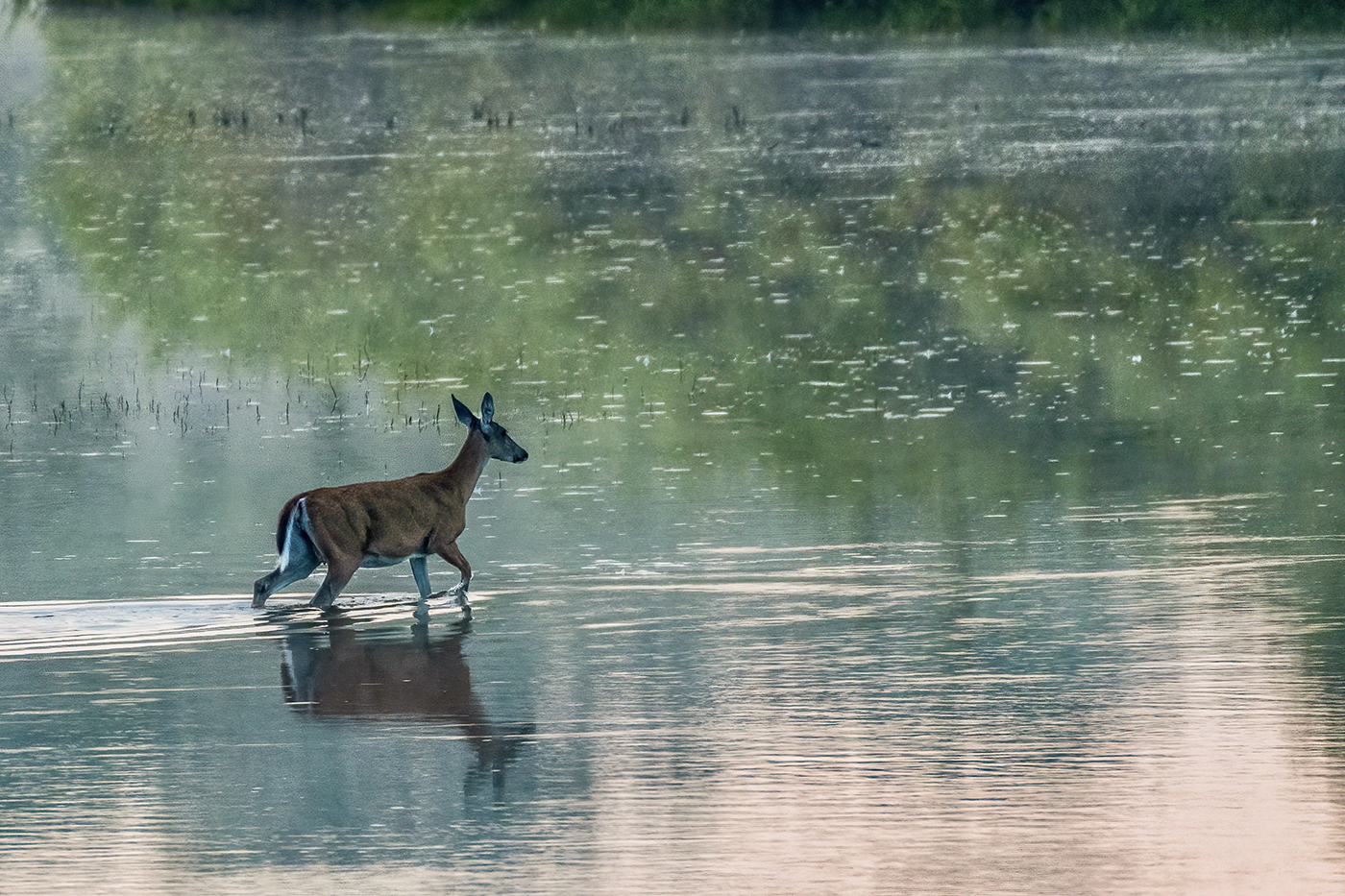 A white-tailed deer wades through shallow, still water at dawn, its reflection below it