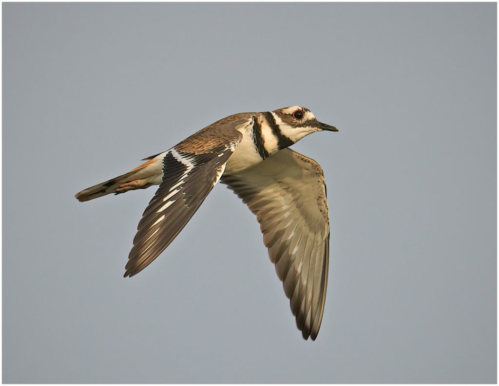 A killdeer in flight against a gray sky, its two black breast bands and white wing stripes showing