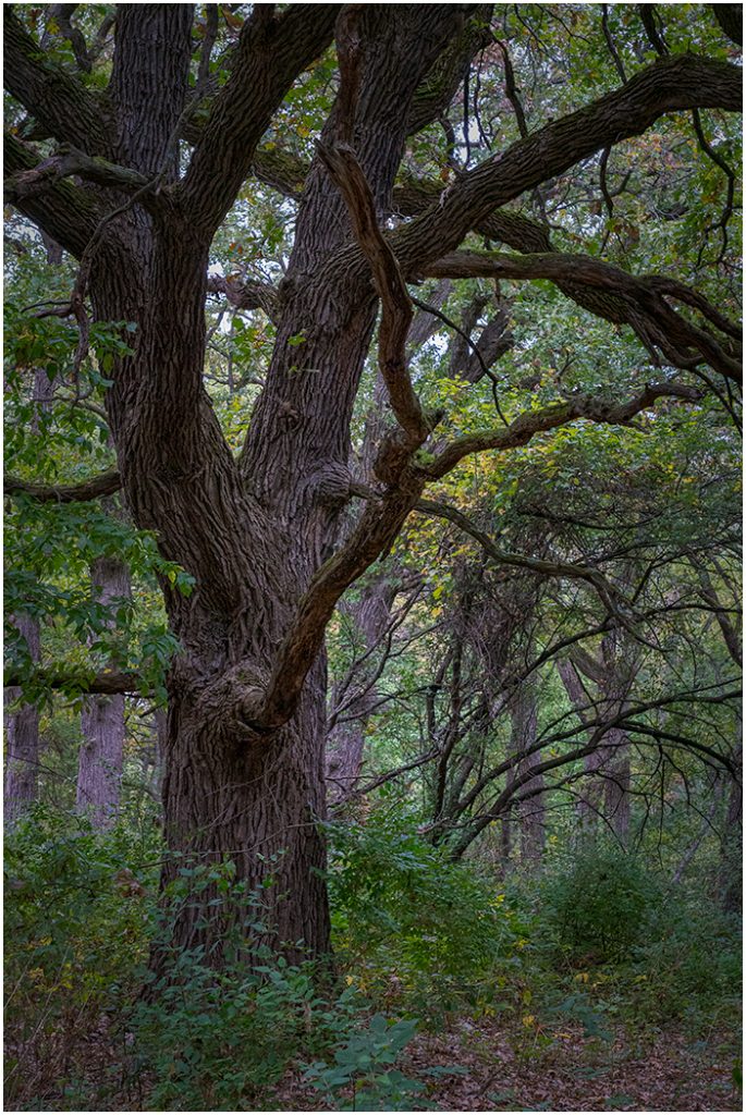 A massive old oak with deeply furrowed bark and sprawling twisted limbs in a green woodland