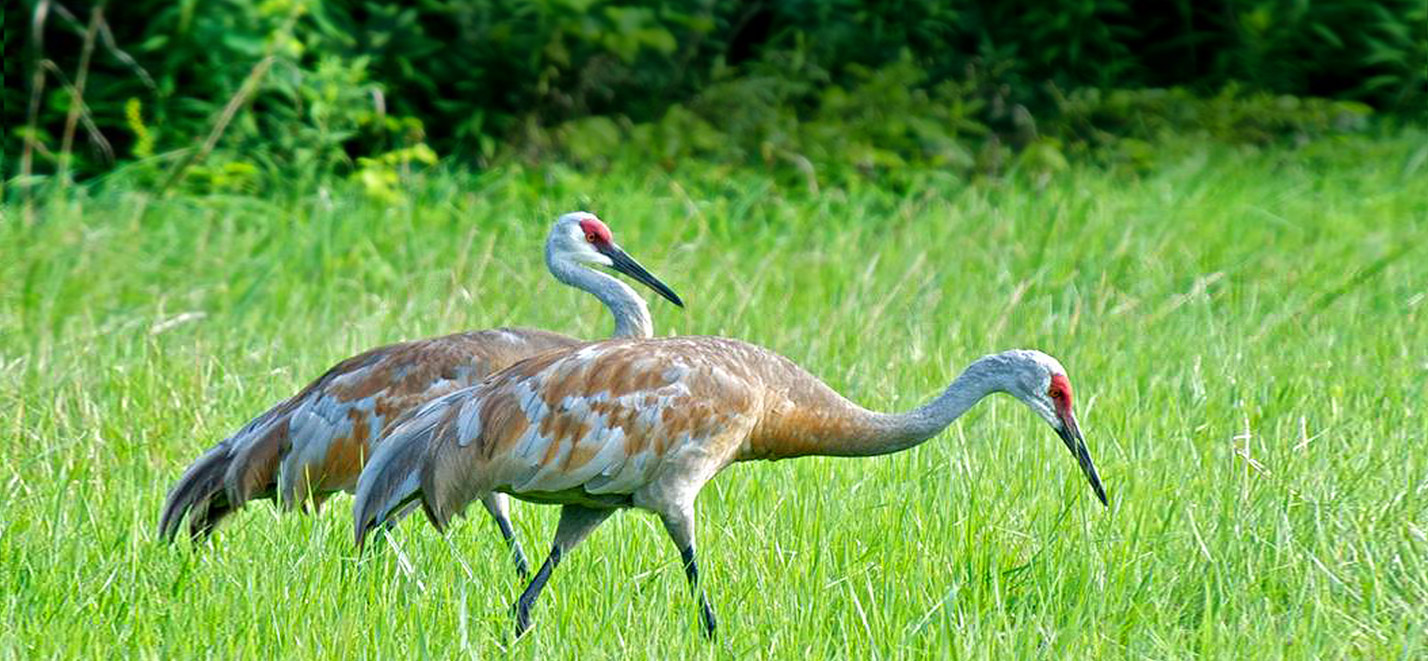 Two sandhill cranes with red crowns foraging in tall green grass